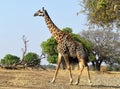 Nature Wildlife Scene in a National Park in Africa in the Great Rift Valley Royalty Free Stock Photo