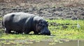 Nature Wildlife Scene in a National Park in Africa in the Great Rift Valley Royalty Free Stock Photo