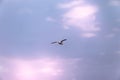 Nature scene of a Seagull against blue sky and red colored clouds Royalty Free Stock Photo