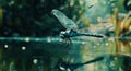 A nature scene shows a dragonfly flying above the water, with a reflection of itself visible below Royalty Free Stock Photo