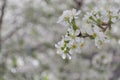 Nature scene with spring flowers. Flowering fruit tree branches with white flowers against light background. Royalty Free Stock Photo