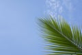 Nature scene uprisen angle of coconut tree with blue sky background. Tropical tree background. with copy space