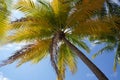 Nature scene uprisen angle of coconut tree with blue sky background. Tropical tree background.
