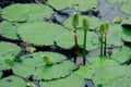 Nature scene of water lily pond, copy space for headline on the left. Nature spa concept. Leaves floating on water, and some water Royalty Free Stock Photo