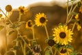 Nature scene with yellow wild flowers, fuzzy background. Royalty Free Stock Photo