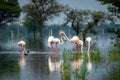 Nature scenery or natural painting by Greater flamingo flock or flamingos family during winter migration at Keoladeo National Park Royalty Free Stock Photo