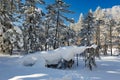 The nature sculpture snow on the winter forest Royalty Free Stock Photo