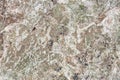 Nature of sea grunge stone rock with lichens Royalty Free Stock Photo