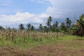 nature sea sky clouds trees corn garden