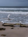 Nature Seascape of 2 Snowy Egrets and a Great Egret Royalty Free Stock Photo