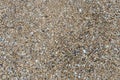 Nature seashells texture on beach Royalty Free Stock Photo