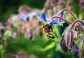 Bee on a blue borage flower Royalty Free Stock Photo