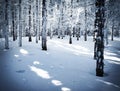 Dense spruce snowy forest