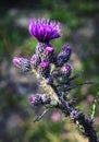 Detail inflorescence purple thistle