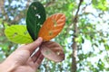 Nature, seasonal and timeless music concept. Hand holding leaves with musical notes cutout for album cover in natural background.