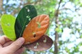 Nature, seasonal and timeless music concept. Hand holding leaves with musical notes cutout for album cover in natural background.