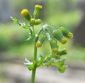 Senecio vulgaris grows in nature Royalty Free Stock Photo