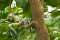 Two cockatiels on a tree horizontal Royalty Free Stock Photo