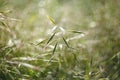 Nature shots of garden in spring. Macro of grass with water drops and flying bokeh