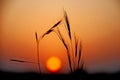 NATURE IN SILHOUETTE IN BIKANER