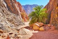 The nature of Sinai, Egypt