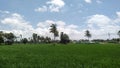 Nature sky and greenary trees