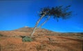 nature sky tranquility path tree deserto Royalty Free Stock Photo