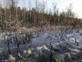 Nature sleeps under cold snowdrifts