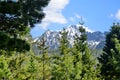 Nature of Slovakia. Fragrant pine and spruce forest, snowy mountain peaks, High Tatras
