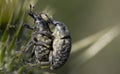 In nature, small insects that mate. macro photo.