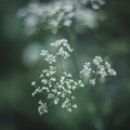 Nature small plants macro background