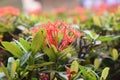 Nature small red flowers in garden Royalty Free Stock Photo