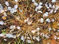 Nature, snail, petals grass, yellow