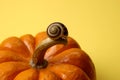 Nature - Snail on Pumpkin