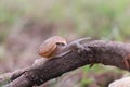 The nature of the snail traveling slowly