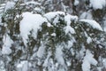 nature and snow, evergreen tree Royalty Free Stock Photo