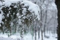 nature and snow, tree Royalty Free Stock Photo