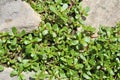 In the soil, like a weed grows purslane (Portulaca oleracea Royalty Free Stock Photo