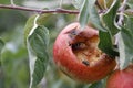 Apple with insects Royalty Free Stock Photo