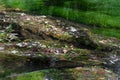 Just like a painting - Foliage, clolourful leaves and water plants in a lake