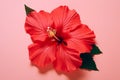 Flower water spa hibiscus background tropical summer petal plant beauty red nature protection Royalty Free Stock Photo