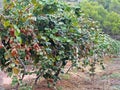 Nature of Spain - kiwi fruit on the tree