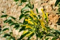 Plants of the Mediterranean coast.