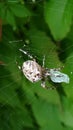 Spider preys on an insect Royalty Free Stock Photo