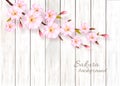 Nature spring background with beautiful blossoming sakura