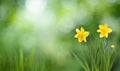 Nature Spring Background with blooming daffodil flowers Royalty Free Stock Photo