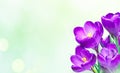 Nature Spring Background With bouquet saffron flowers Royalty Free Stock Photo