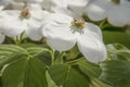 Nature Spring Background - White Dogwood blossom closeup - selective focus - beautiful and delicate Royalty Free Stock Photo