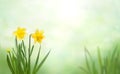 Nature Spring Background with yellow daffodil flowers Royalty Free Stock Photo