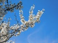 beautiful blooming branches of a plum tree in white flowers on a background of blue sky Royalty Free Stock Photo